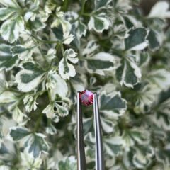 💎 Ceylorian Red Spinel – The Flame of Pure Elegance ❤️‍🔥