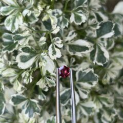 💎 Ceylorian Red Spinel – The Flame of Pure Elegance ❤️‍🔥